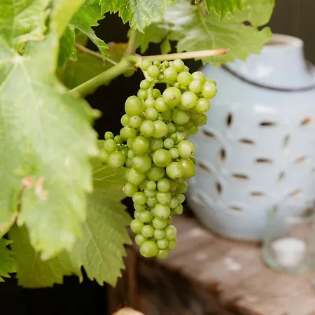 Grandma's House By Limfjord And Fur