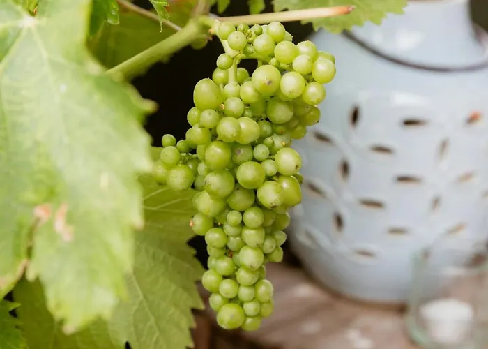 Grandma's House By Limfjord And Fur
